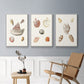 Pastel Knorr Shells VI - Floater Framed Canvas Set