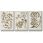 Sepia Botanical Journal I - Floater Framed Canvas Set