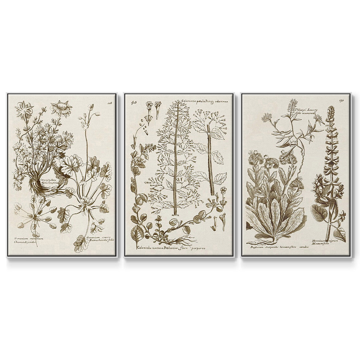 Sepia Botanical Journal IV - Floater Framed Canvas Set