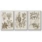 Sepia Botanical Journal VI - Floater Framed Canvas Set