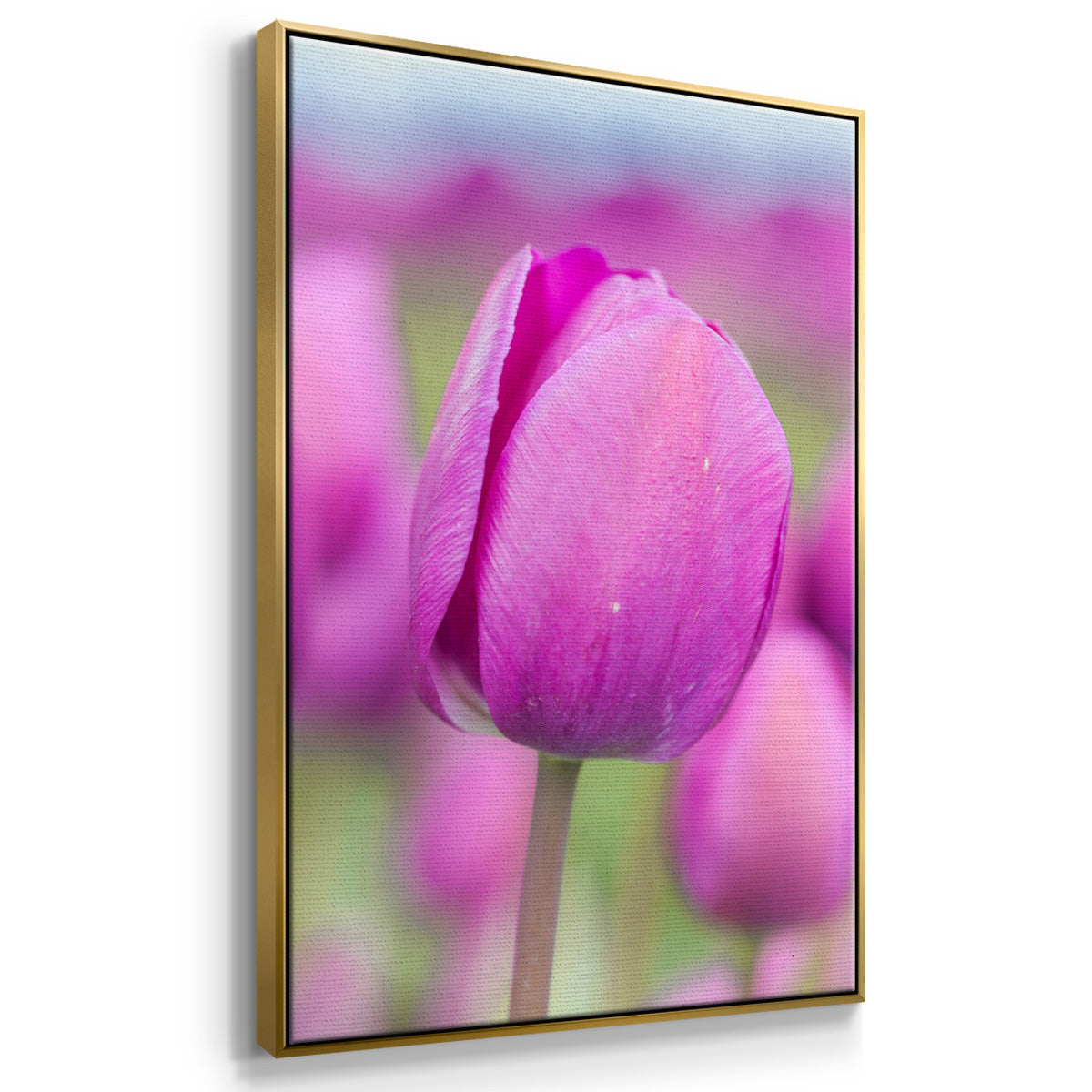 Magenta Stem - Floater Framed Canvas Print