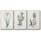 Rose Botanical I - Floater Framed Canvas Set