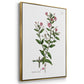 Rose Botanical I - Floater Framed Canvas Set