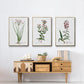Rose Botanical I - Floater Framed Canvas Set