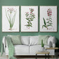 Rose Botanical I - Floater Framed Canvas Set