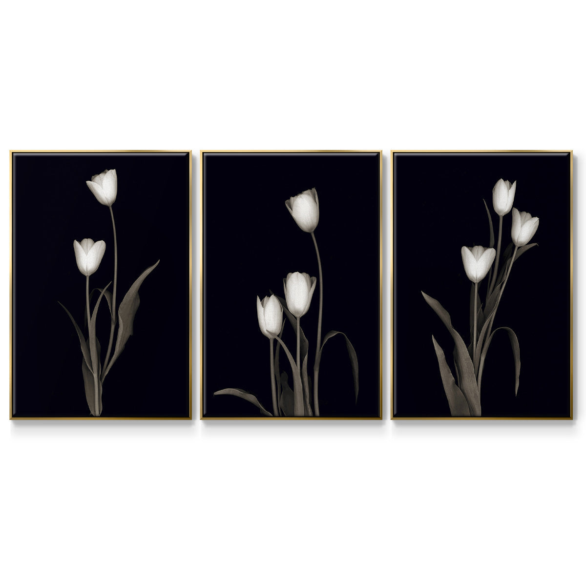 Tulip Pose I - Floater Framed Canvas Set