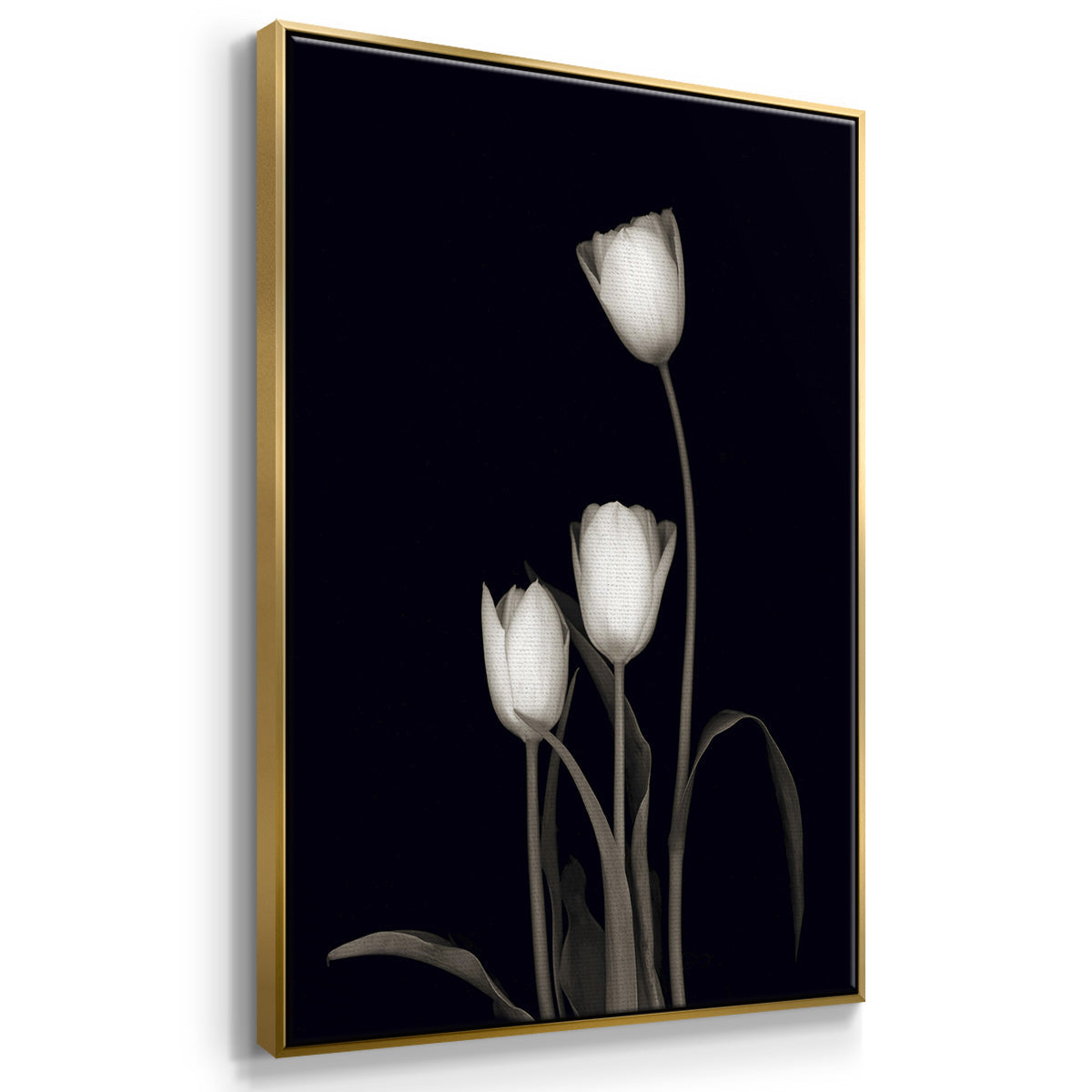 Tulip Pose I - Floater Framed Canvas Set