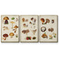 Mushroom Species I - Floater Framed Canvas Set