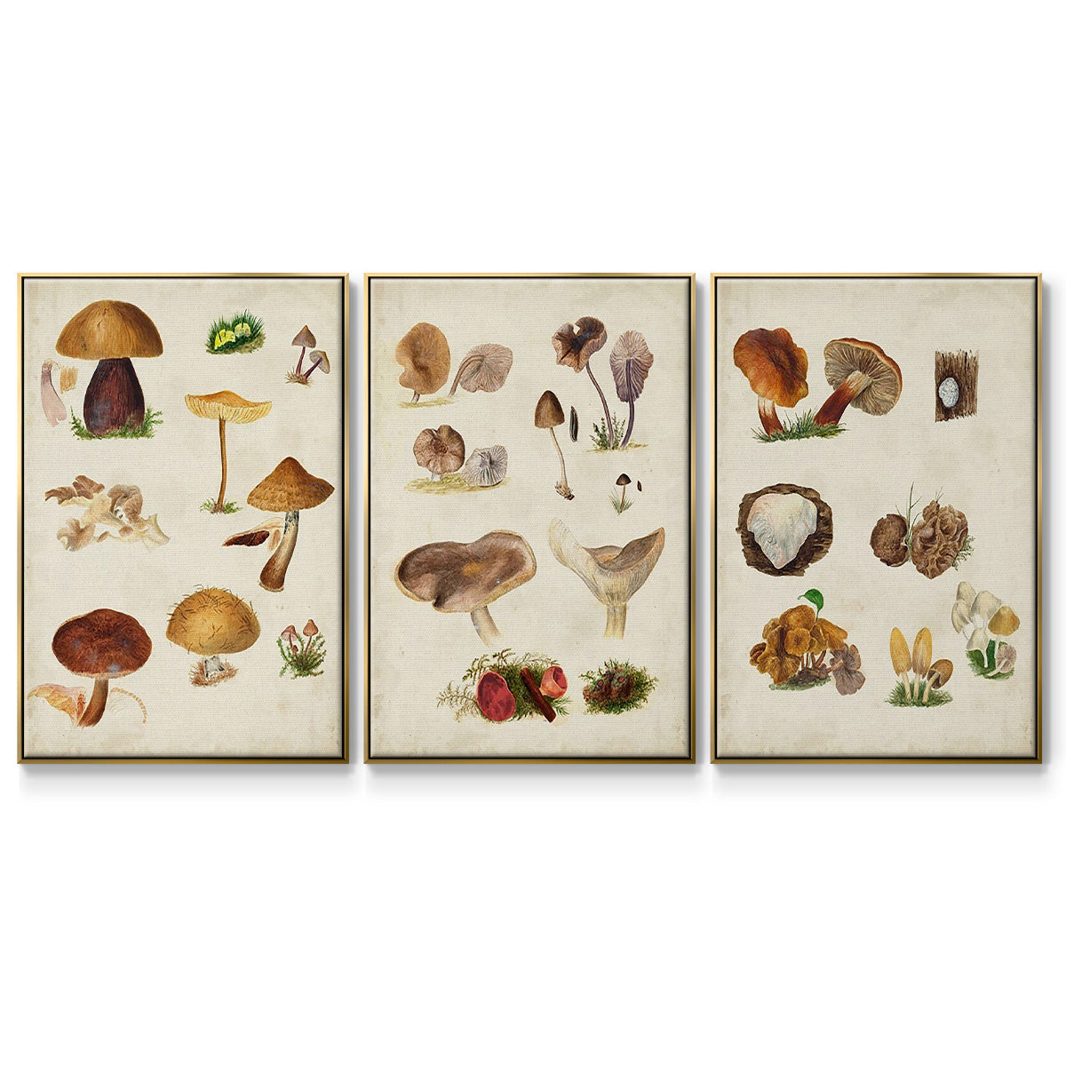Mushroom Species I - Floater Framed Canvas Set