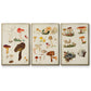 Mushroom Species X - Floater Framed Canvas Set