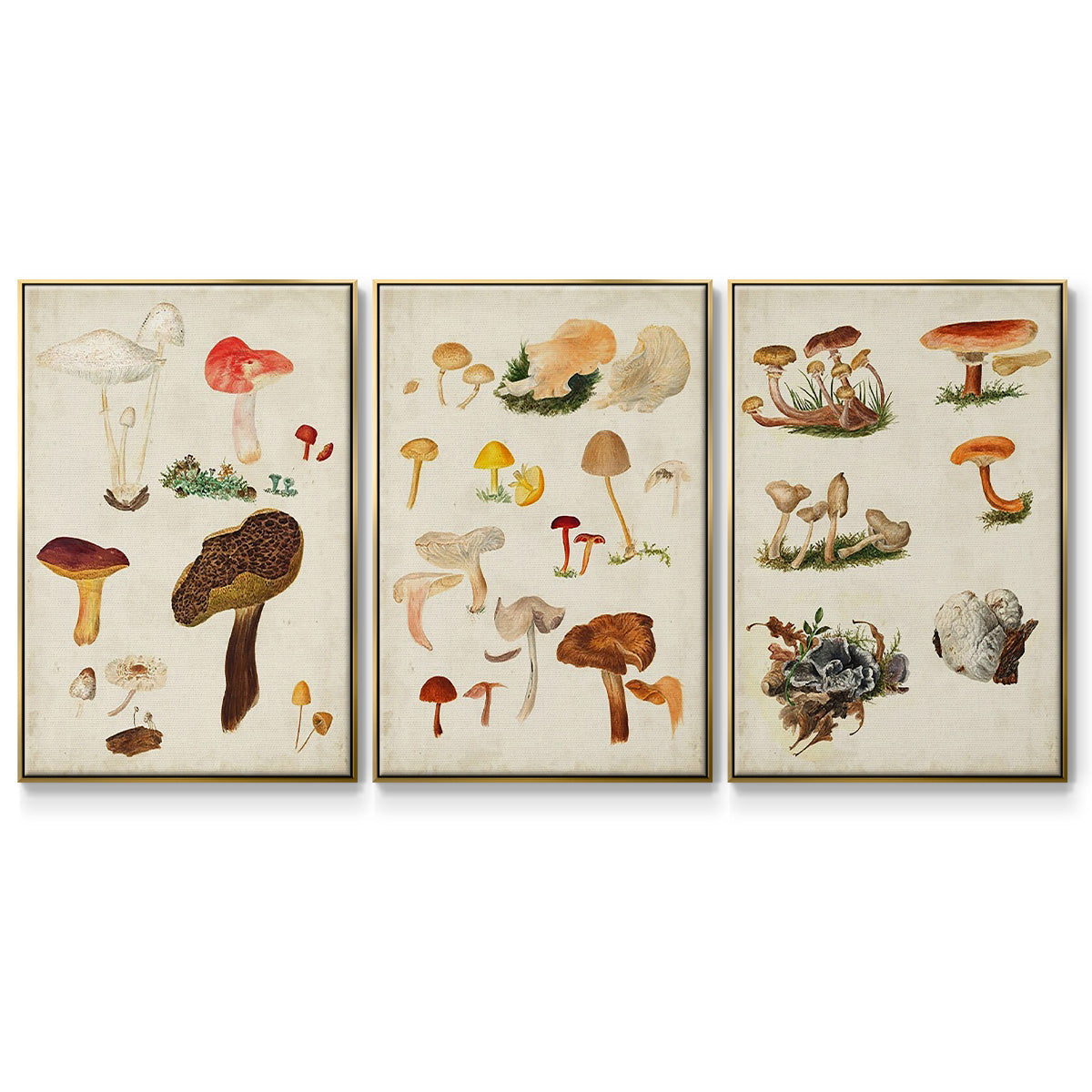 Mushroom Species X - Floater Framed Canvas Set