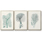 Antique Coastal Coral I - Floater Framed Canvas Set