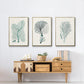 Antique Coastal Coral I - Floater Framed Canvas Set