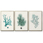 Antique Coastal Coral IV - Floater Framed Canvas Set