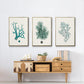 Antique Coastal Coral IV - Floater Framed Canvas Set