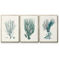 Antique Coastal Coral VI - Floater Framed Canvas Set