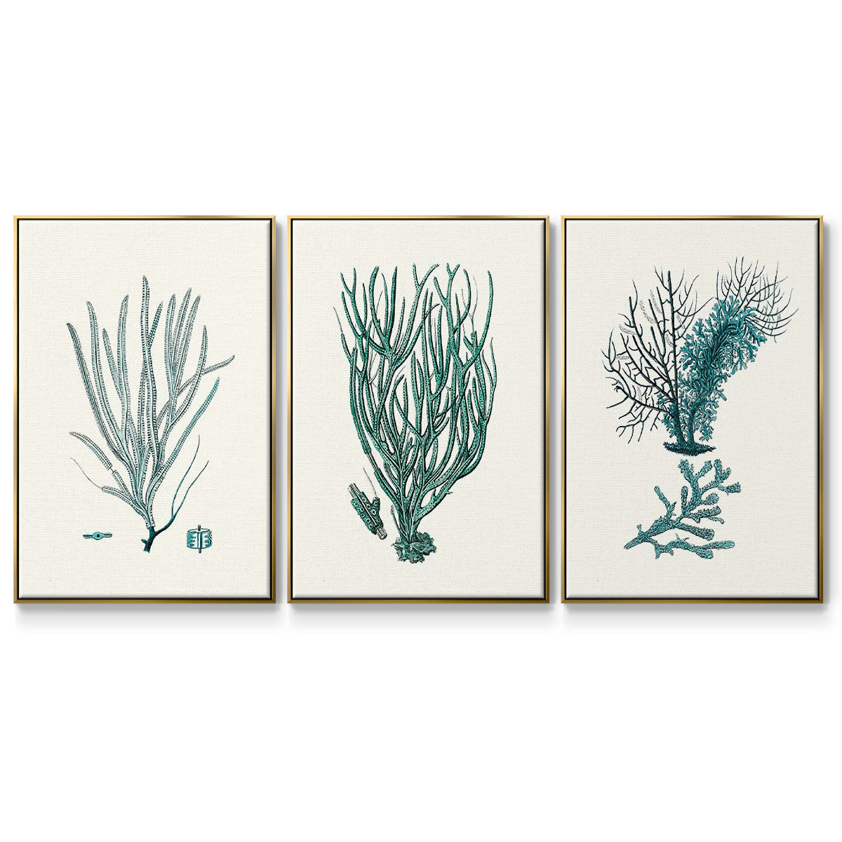 Antique Coastal Coral VI - Floater Framed Canvas Set