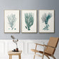 Antique Coastal Coral VI - Floater Framed Canvas Set