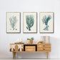 Antique Coastal Coral VI - Floater Framed Canvas Set