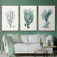 Antique Coastal Coral VI - Floater Framed Canvas Set