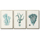 Antique Coastal Coral X - Floater Framed Canvas Set