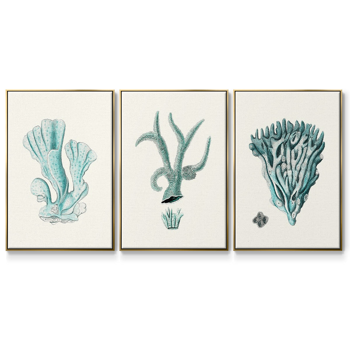 Antique Coastal Coral X - Floater Framed Canvas Set
