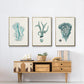 Antique Coastal Coral X - Floater Framed Canvas Set