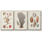 Knorr Shells & Coral I - Floater Framed Canvas Set