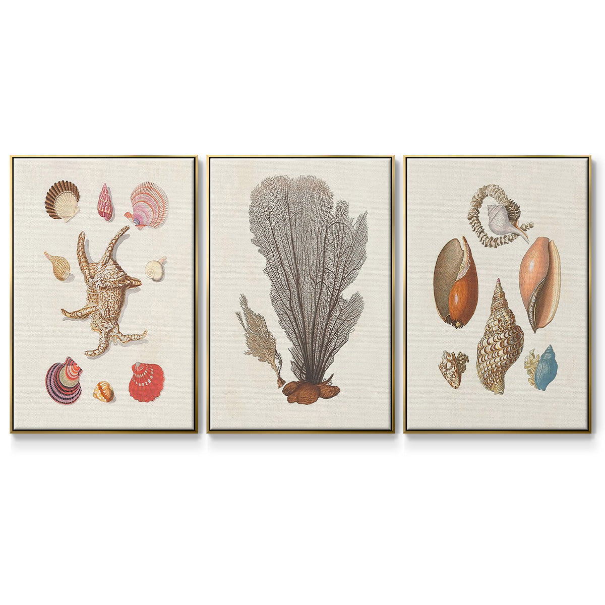 Knorr Shells & Coral I - Floater Framed Canvas Set