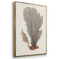 Knorr Shells & Coral I - Floater Framed Canvas Set