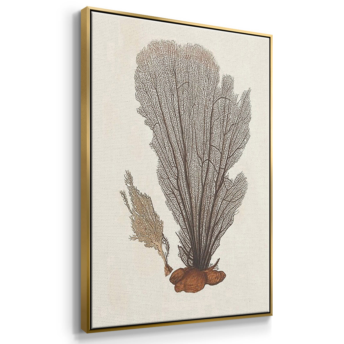 Knorr Shells & Coral I - Floater Framed Canvas Set