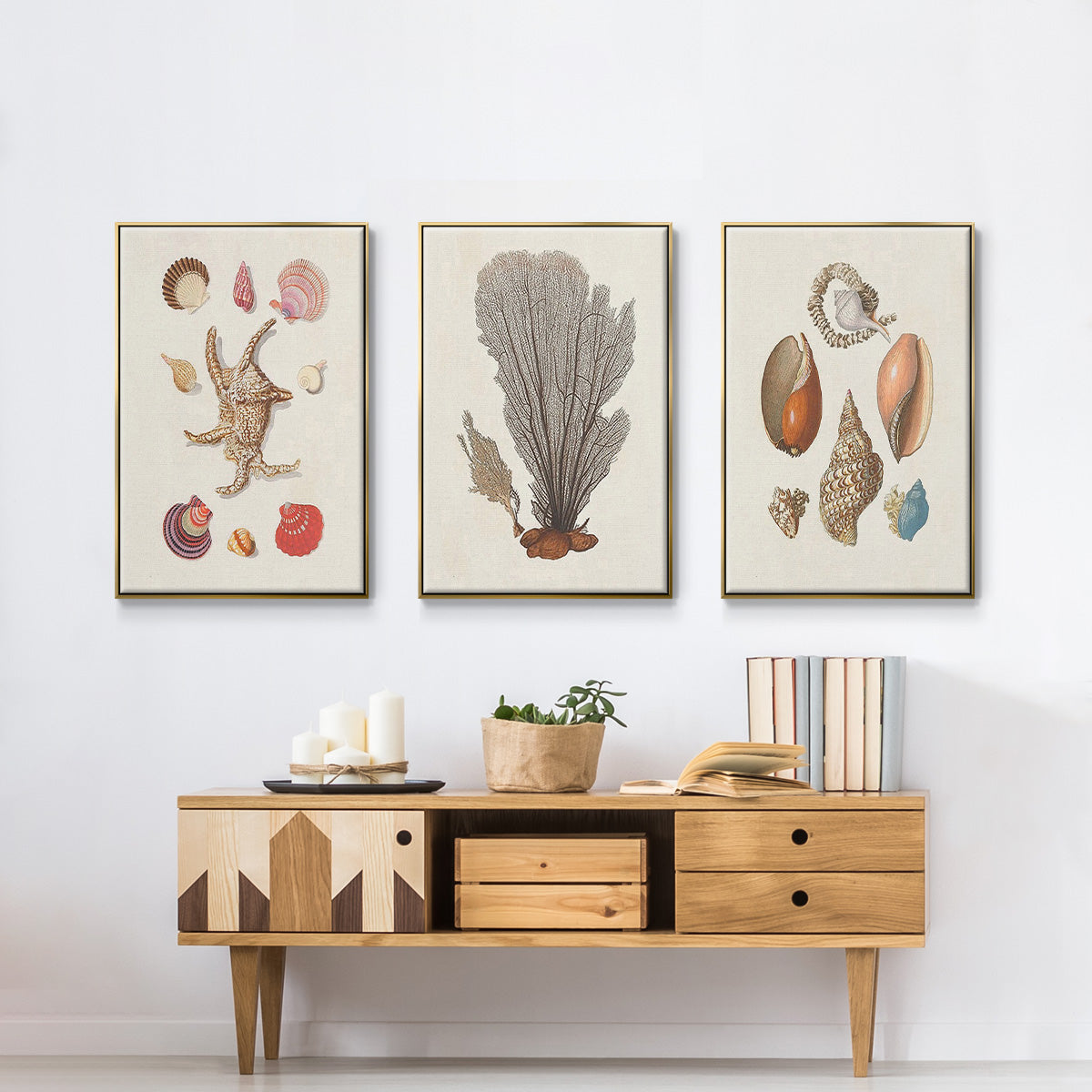 Knorr Shells & Coral I - Floater Framed Canvas Set