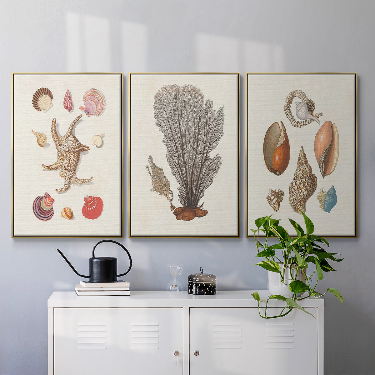 Knorr Shells & Coral I - Floater Framed Canvas Set