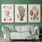 Knorr Shells & Coral I - Floater Framed Canvas Set