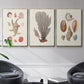 Knorr Shells & Coral I - Floater Framed Canvas Set