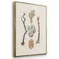 Knorr Shells & Coral IV - Floater Framed Canvas Set