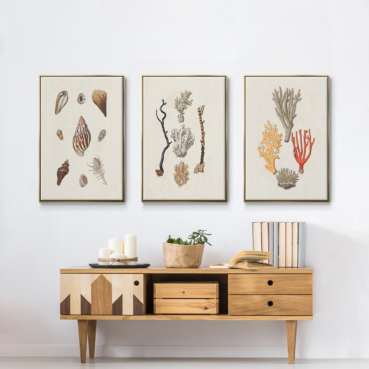 Knorr Shells & Coral IV - Floater Framed Canvas Set