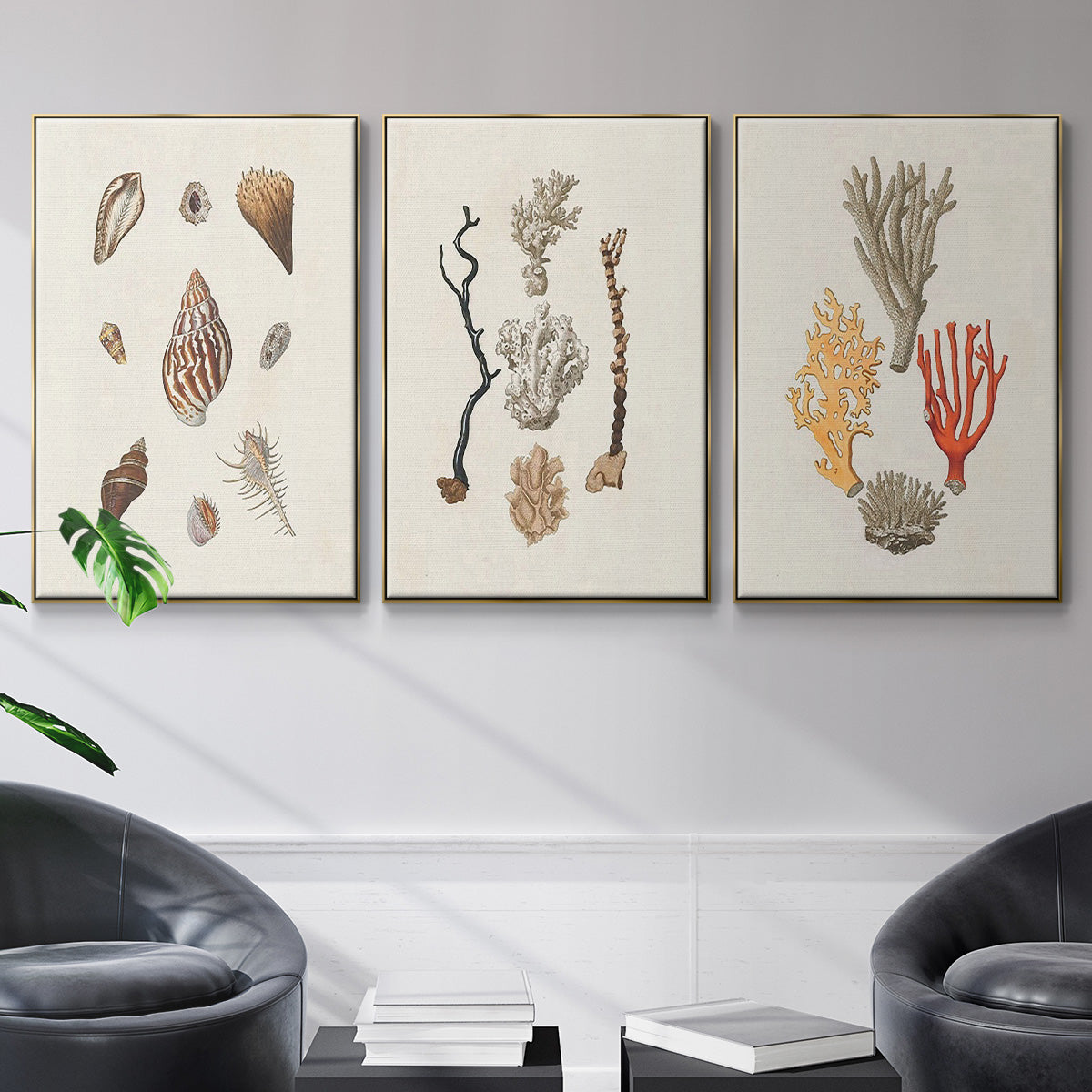 Knorr Shells & Coral IV - Floater Framed Canvas Set