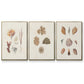 Knorr Shells & Coral VI - Floater Framed Canvas Set
