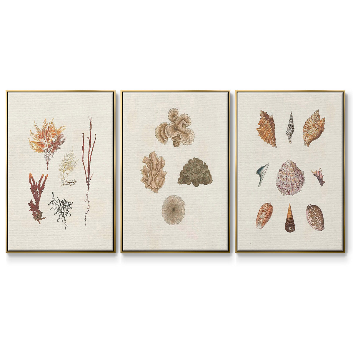 Knorr Shells & Coral VI - Floater Framed Canvas Set