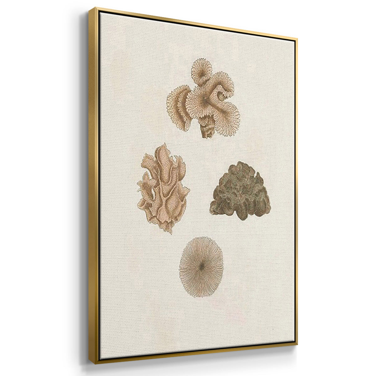 Knorr Shells & Coral VI - Floater Framed Canvas Set