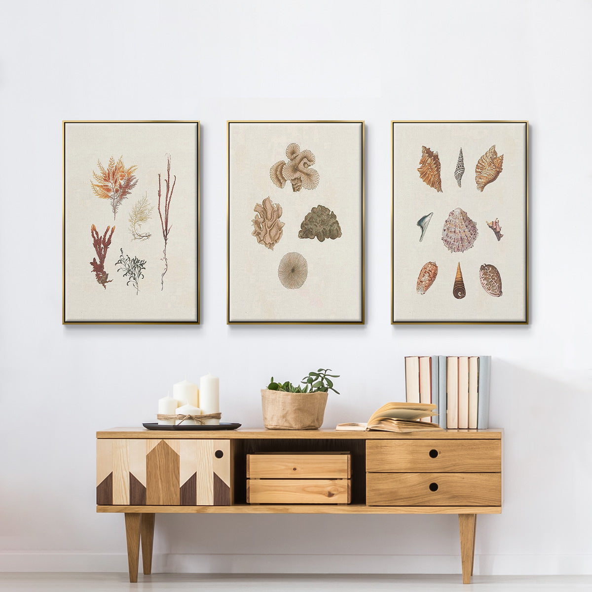 Knorr Shells & Coral VI - Floater Framed Canvas Set