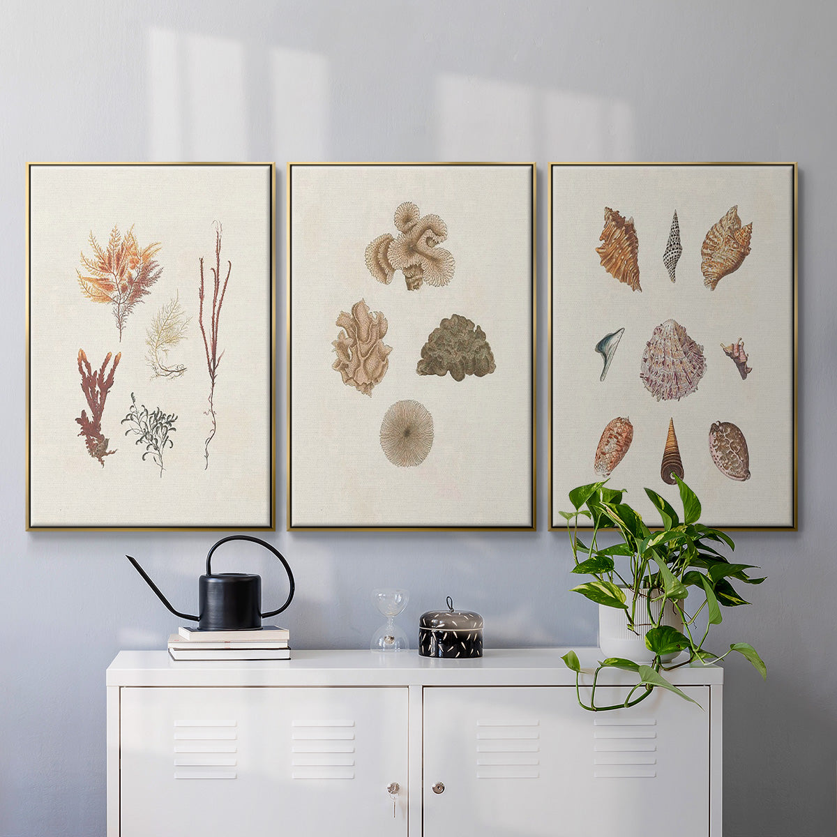 Knorr Shells & Coral VI - Floater Framed Canvas Set