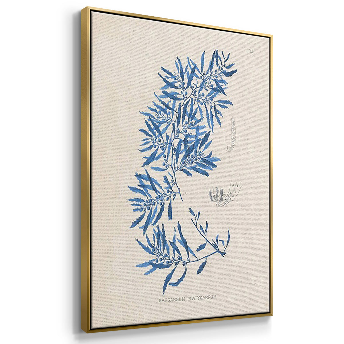 Blue Marine Algae I - Floater Framed Canvas Set