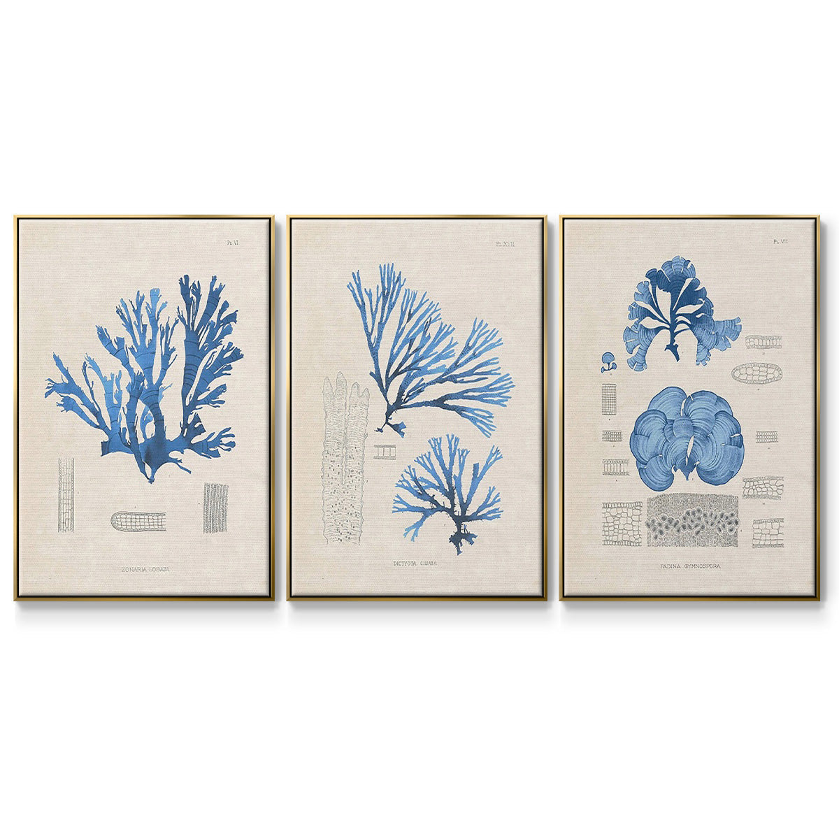 Blue Marine Algae IV - Floater Framed Canvas Set