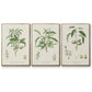 Antique Almond Botanical I - Floater Framed Canvas Set