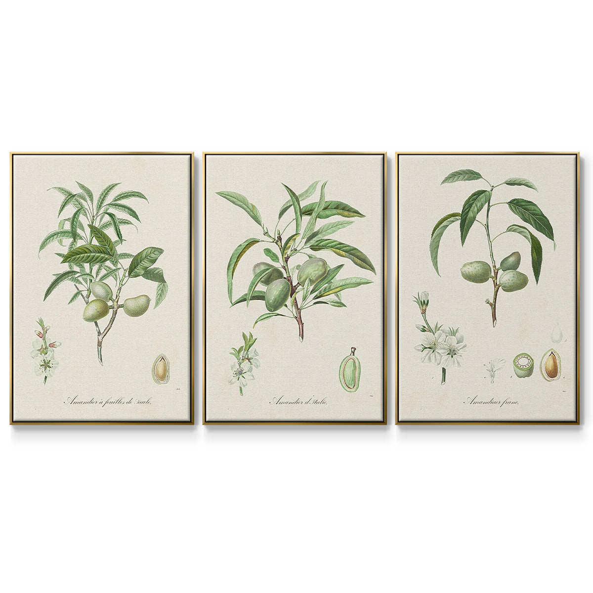 Antique Almond Botanical I - Floater Framed Canvas Set