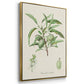Antique Almond Botanical I - Floater Framed Canvas Set