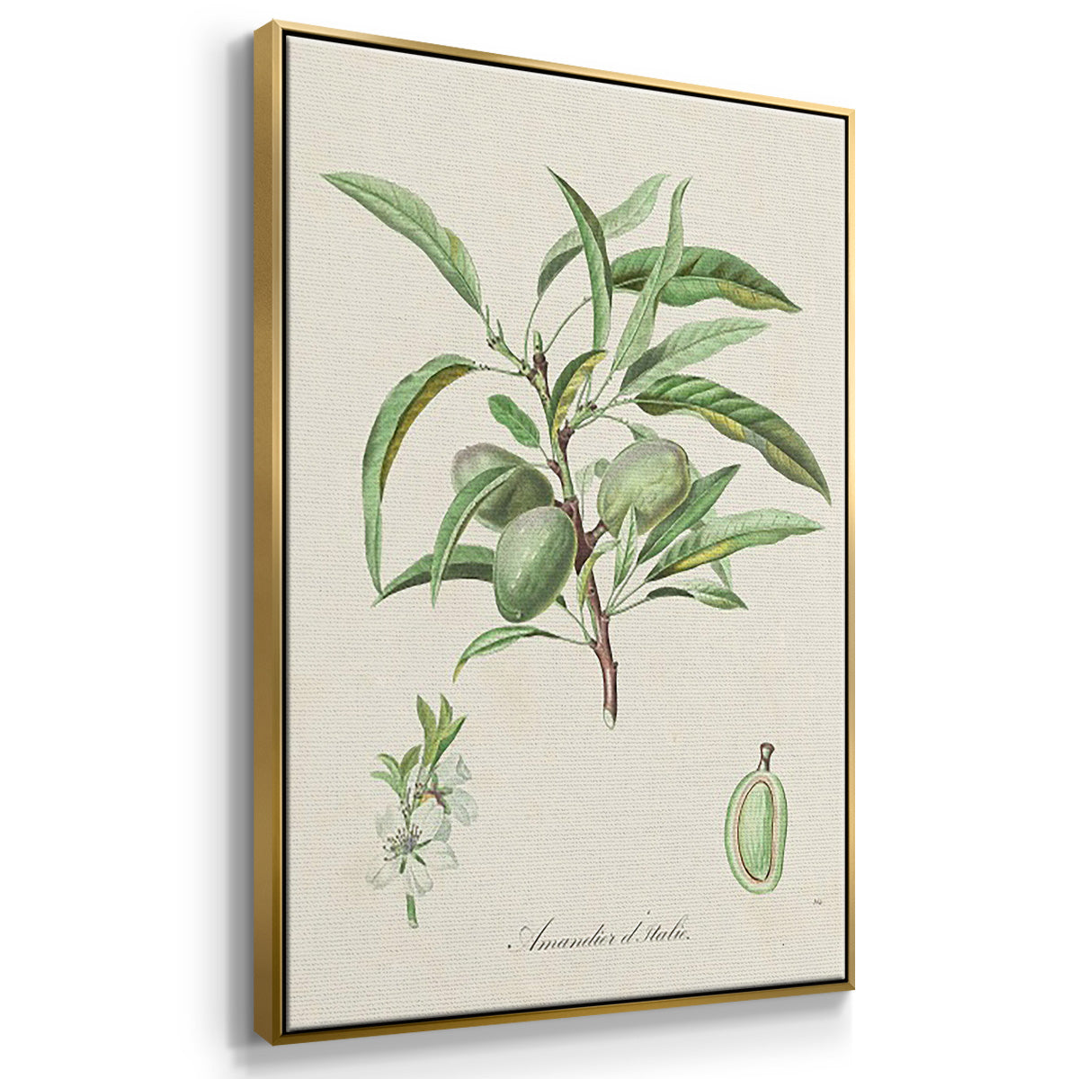 Antique Almond Botanical I - Floater Framed Canvas Set