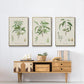 Antique Almond Botanical I - Floater Framed Canvas Set